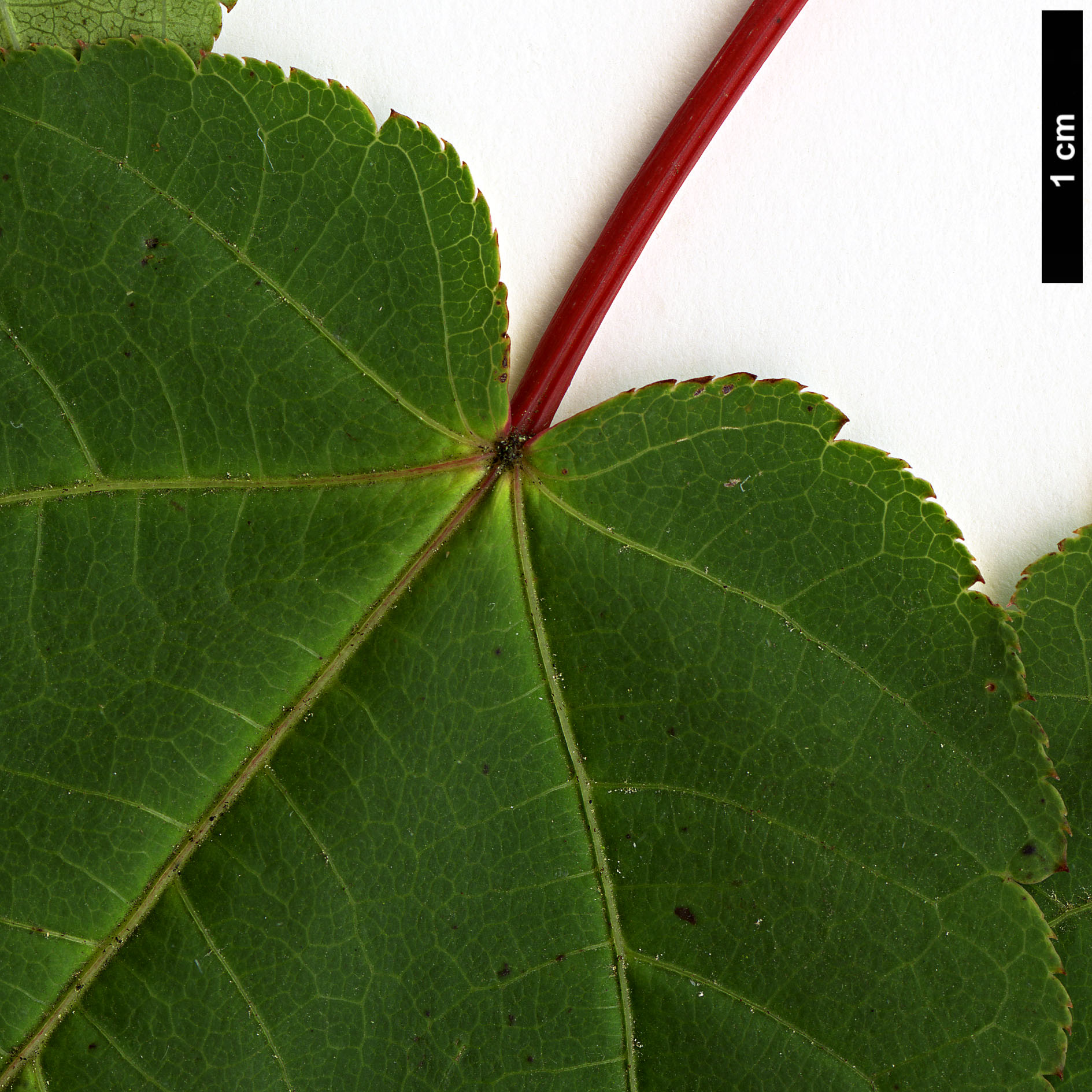 High resolution image: Family: Sapindaceae - Genus: Acer - Taxon: forrestii